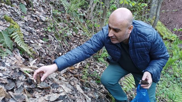 kuzugobegi mantarinin fiyati altinla yarisiyor