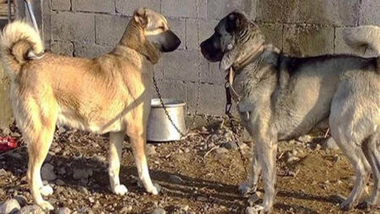 Afyonkarahisar'da Vicdansızlığa Operasyon Köpek Dövüşü Çetesi Çökertildi